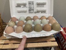 eating eggs in Fort Leonard Wood, Missouri