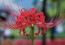 30 Spider Lily Bulbs in Kingwood, Texas