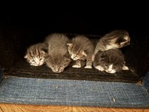 6 kittens  available now  and 7 more will be ready after May 6 in Camp Lejeune, North Carolina