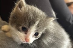 5 kittens need homes asap! in Camp Lejeune, North Carolina