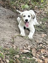 Pyrenees/anatolian Shepard pups in DeRidder, Louisiana