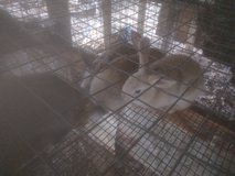 Baby rabbits new zealands in DeRidder, Louisiana