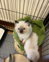 Beautiful Pure Ragdoll kittens in Ramstein, Germany