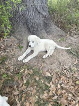 LGD pups in DeRidder, Louisiana