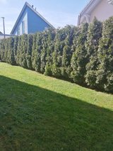 YARD & GARDEN MAINTENANCE/TRASH & JUNK HAULING / GARBEGE REMOVAL/CLEANING & LOCAL MOVING SERVICE... in Ramstein, Germany