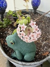 Hoya Compacta (Hindu Rope) in Kingwood, Texas