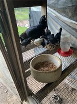 mix game chick in DeRidder, Louisiana