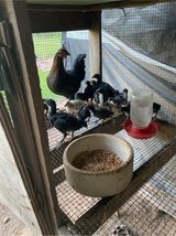 mix game chick in Fort Polk, Louisiana