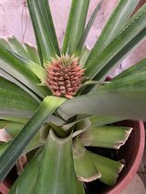**LIVE PINEAPPLE PRODUCING PLANT** in Alamogordo, New Mexico
