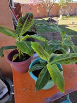 **LIVE BANANA CAVENDISH PLANTS** in Alamogordo, New Mexico