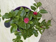 Baby Sun Rose Plant in Houston, Texas