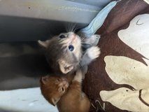 10 kittens need homes asap! in Camp Lejeune, North Carolina