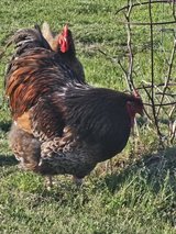 Chickens in DeRidder, Louisiana