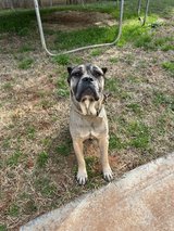 Dog for adoption in Warner Robins, Georgia