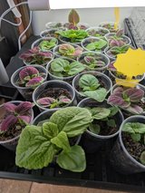 Coleus Blumei rainbow mix seedlings in Aurora, Illinois