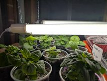 Ageratum seedlings  - Dwarf aloha blue in Aurora, Illinois