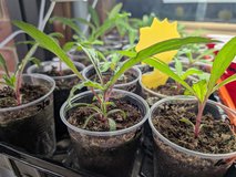 Gomphrena seedlings - ping pong mix in Aurora, Illinois