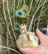 Peacock/peachicks/Eggs in Rolla, Missouri