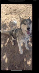 Siberian Husky in Alamogordo, New Mexico