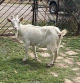 Nigerian Dwarf Doe in Milk in Alamogordo, New Mexico