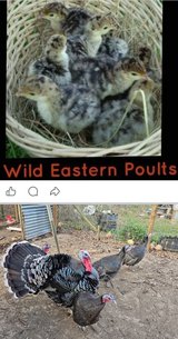 wild eastern turkey poults in Fort Polk, Louisiana
