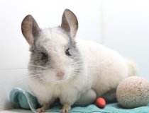 4 Year Old White Mosaic Male Chinchilla Up for Adoption -- "Moon" in Chicago, Illinois