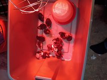 Baby chicks in DeRidder, Louisiana
