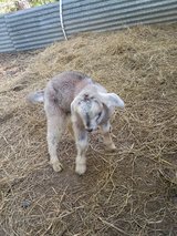 Baby goats in DeRidder, Louisiana
