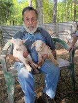 Baby goats in DeRidder, Louisiana