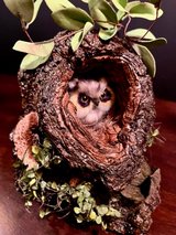 Thinking about Mom in Bolingbrook, Illinois