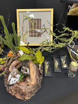 Thinking About Mom in Joliet, Illinois