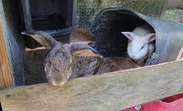 2 pet bunnies in Houston, Texas