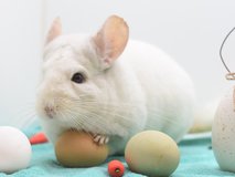 (Almost) 6 Year Old Pink White Male Chinchilla up for Adoption -- "Alex" in Indianapolis, Indiana