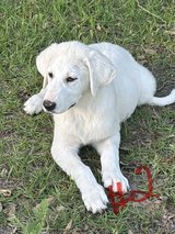 Pyrenees and Anatolian Pups (4 females left) in Fort Polk, Louisiana
