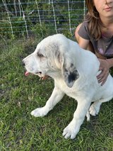 Pyrenees/anatolian Shepard pups in Fort Polk, Louisiana