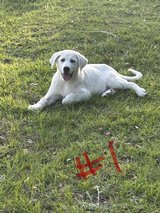 LGD pups in Fort Polk, Louisiana