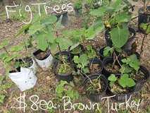 FIG AND MULBERRY TREES in Fort Polk, Louisiana