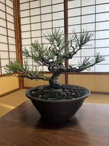 Bonsai tree (pine) in Okinawa, Japan