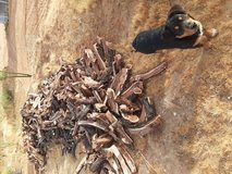 Mesquite firewood for sale freshly cut in Yucca Valley, California