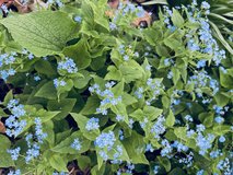 Plant Sale in Naperville, Illinois