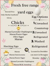 eggs and chicks in Leesville, Louisiana