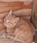 Have red tabby boys 4 in Yucca Valley, California