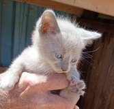 Kittens ready for rehoming. in Yucca Valley, California