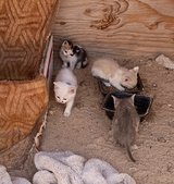 Kittens for rehoming. in Yucca Valley, California