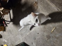 Cats female spayed in Alamogordo, New Mexico