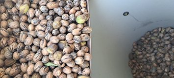 farm fresh eggs in Alamogordo, New Mexico