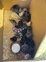 BYM chicks in Rolla, Missouri