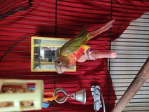 Sun Conure in Columbus, Georgia