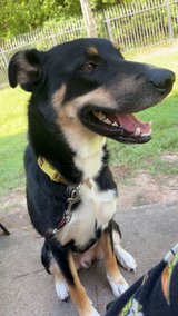 Husky mix in Fort Polk, Louisiana