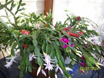 Large Christmas Cactus in Warner Robins, Georgia